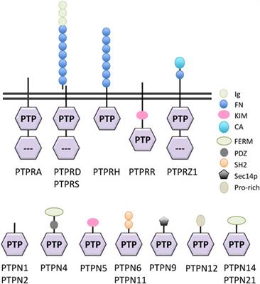 Protein Tyrosine Phosphatases in Neuroblastoma: Emerging Roles as Biomarkers and Therapeutic Targets